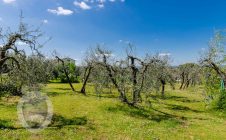 Renovated farmhouse a stone's throw from the castle of Montecchio