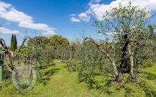 Renovated farmhouse a stone's throw from the castle of Montecchio