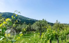 Villa in pietra a due passi da Cortona