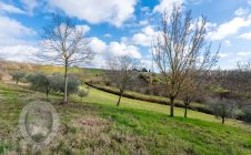 Villetta indipendente con bosco e uliveto