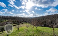 Detached house with forest and olive grove