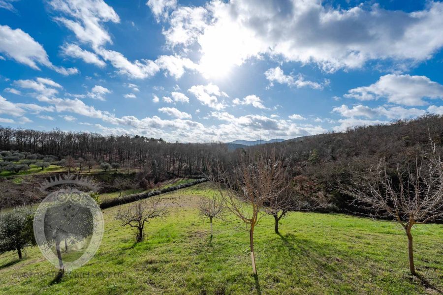 Detached house with forest and olive grove