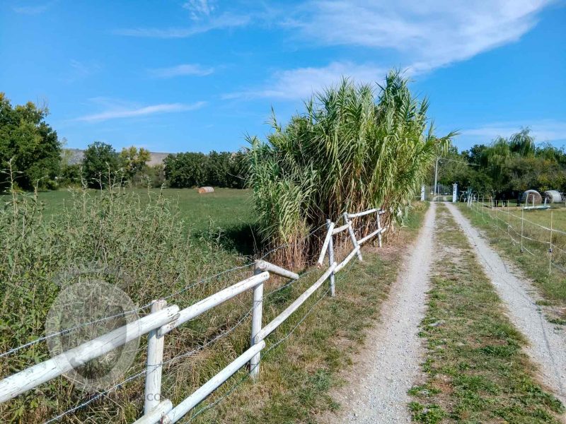 Villetta con giardino e annessi