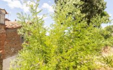 Townhouse in the center