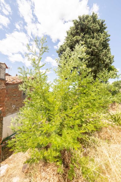 Townhouse in the center